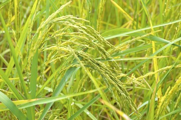 Close up,Green rice in the field