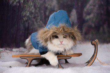 the cat in the winter forest came for the Christmas tree