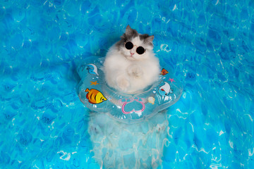 cat with a life preserver resting on the sea - 231170050