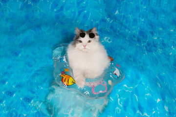 cat with a life preserver resting on the sea