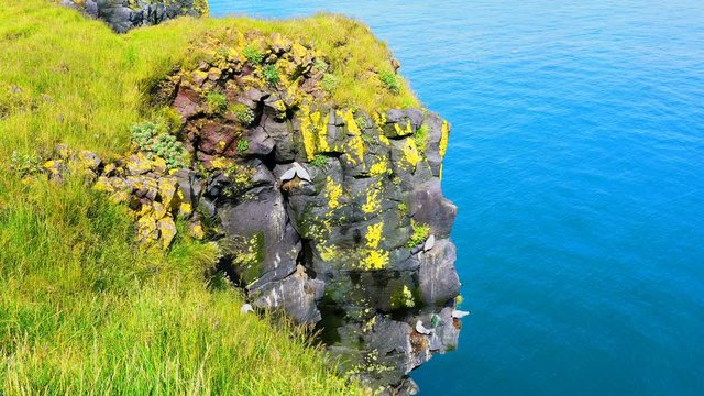 View of seabirds live on Basalt Rocks Cliff at the seaside in Arnarstapi Fishing Village in Iceland