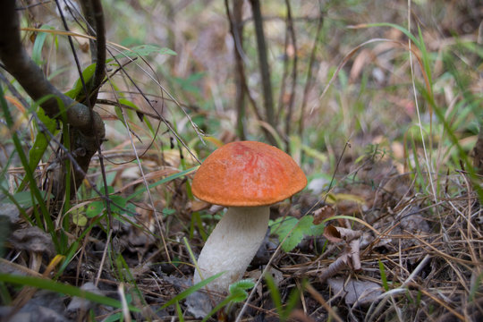 Red-capped mushroom (Leccinum aurantiacum), close up
