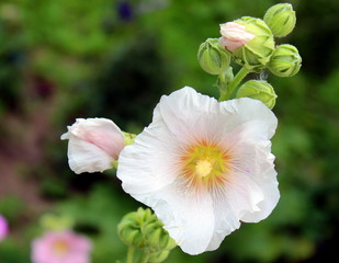 pink flower in the garden