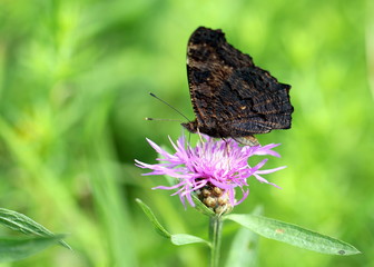 butterfly on a flower