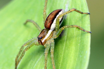 spider on a leaf