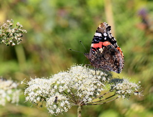 butterfly on a flower