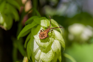 bug on leaf