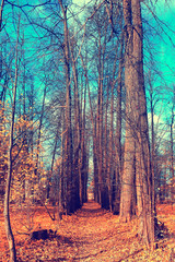 autumn forest landscape / yellow forest, trees and leaves October landscape in the park