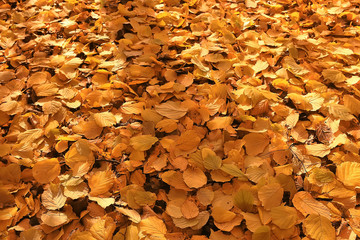 fallen leaves background / autumn background yellow leaves fallen from a tree