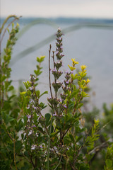 wild flowers on a green background of blue sky
