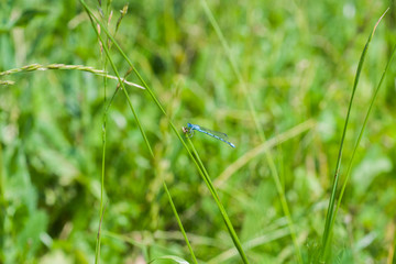 dragonfly on grass