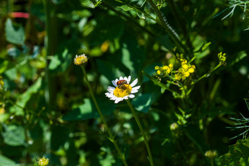 bug on flower