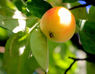 apple on a tree