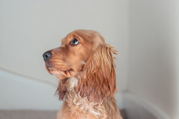 Beautiful Cute Golden Brown Cocker Spaniel Dog Puppy