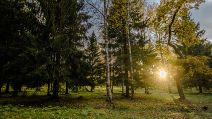 Fallen leaves on road in the forest, autumn landscape, nature trail, river in the park