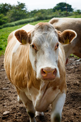 Big brown cow in a  farmyard No.1