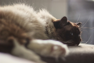 Ragdoll cat resting on the couch tired