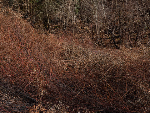 Dry branches of bush in sunlight