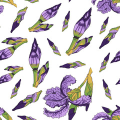 Watercolor iris flower illustration. Seamless pattern