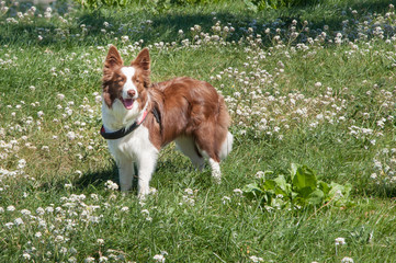 Border Collie playing in the Park