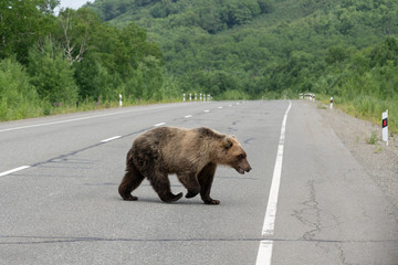 Young Kamchatka brown bear walking along an asphalt road