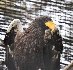 eagle