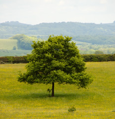 Tree in field