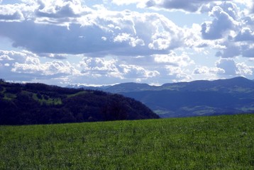 Mountain meadow