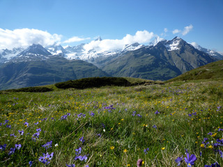 Summer meadow, Zermatt, Switzerland