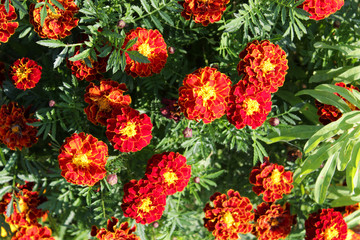 several orange marigolds Tagetes growing in a dacha, grade Tiger Eyes. Part of landscape design. Leningrad region.