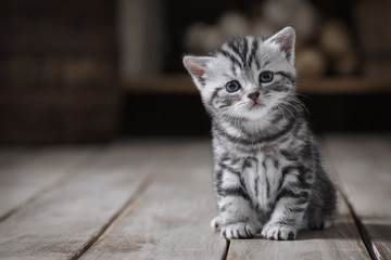 Portrait of a cute kitten - obrazy, fototapety, plakaty