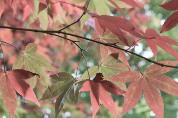 Autumn leaves