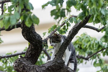 Fototapeta premium 街猫 野良猫