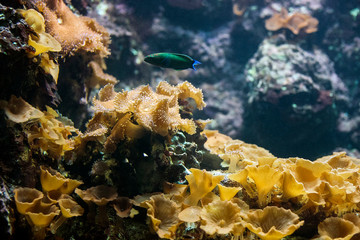Fototapeta na wymiar Ricordea mushroom coral (Ricordea yuma) and green fish