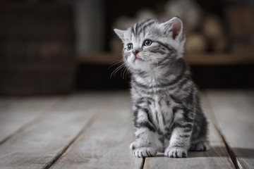 Portrait of a cute kitten