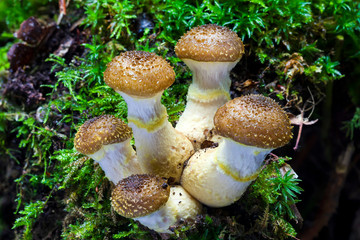 Woodland fungi mushrooms which are often called toadstalls