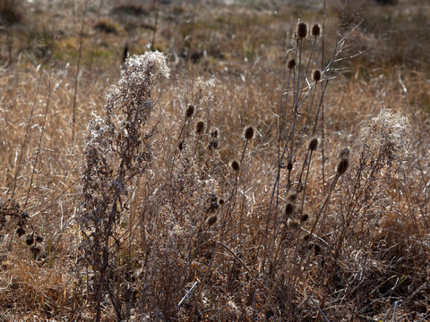 Dry vegetation in autumnal sunlight