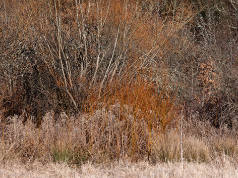 Dry vegetation in autumnal sunlight