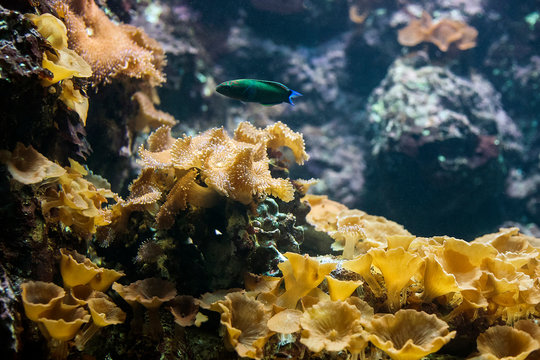 Ricordea mushroom coral (Ricordea yuma) and green fish