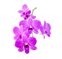 Isolated violet orchid and plumeria flower on the white background.