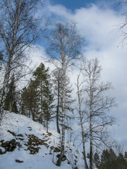 trees on a rock in the natural park Olenyi brooks in the Sverdlovsk region
