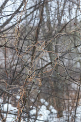 cobweb from plants in the natural park Olenyi brooks in the Sverdlovsk region