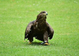 aguila real