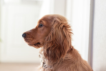 Beautiful Cute Golden Brown Cocker Spaniel Dog Puppy 