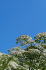 Riesenbärenklau - Heracleum mantegazzianum