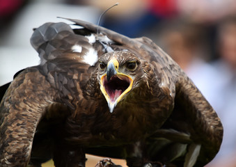 eagle
