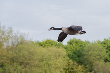 Canada goose in flight