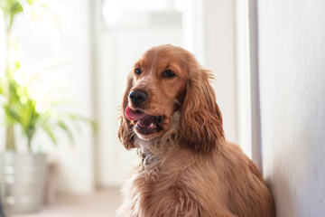 Beautiful Cute Golden Brown Cocker Spaniel Dog Puppy 