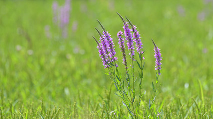 Fiori viola nel mezzo del prato verde