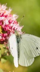 Smartphone HD wallpaper of Cabbage white butterfly macro on flower